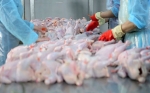 Brasil retiró 500 toneladas de pollo por riesgo de salmonella y hay alerta entre países importadores