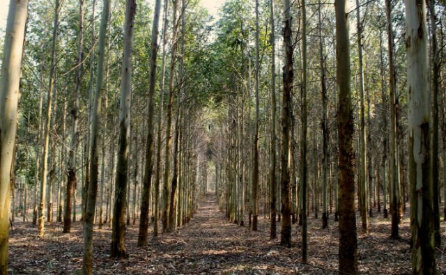 Destacan el rol de las plantaciones forestales para mitigar el calentamiento global 