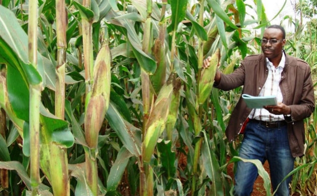 Kenia reconsidera la prohibición de cultivos transgénicos para apoyar la seguridad alimentaria