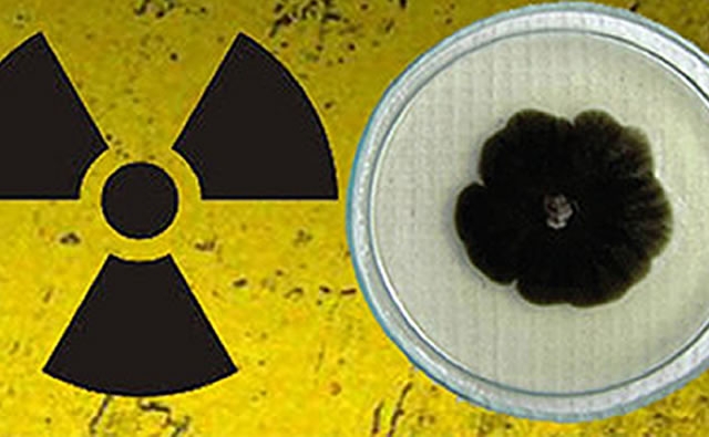 Hongo Radioactivo AgroAvances .:. Hongos radiotróficos: se benefician de la radioactividad