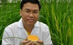 El arroz dorado da un gran paso más cerca de la realidad de producción para los más necesitados