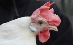 CRISPR inmuniza a los pollos contra virus mortales, lo que podría impulsar la producción mundial de huevos y carne