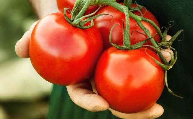 ¿Tomate OGM como vacuna comestible contra el Covid19? Científicos mexicanos trabajan para hacerlo realidad