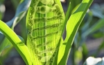 USDA no aplicará regulación a ciertos cultivos genéticamente modificados