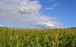 El maíz corta una racha de tres subas consecutivas en Chicago