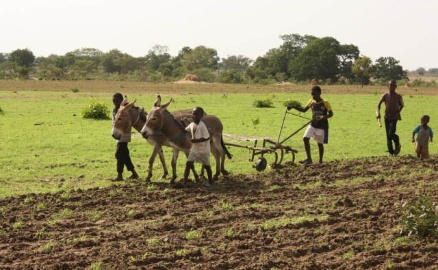 Metanálisis Científico: La agroecología corre el riesgo de dañar a los pobres y agravar la desigualdad de género en África