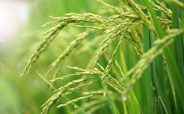 Identifican los interruptores genéticos que determinan la altura de la planta de arroz