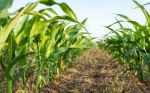 Científicos desarrollan un nuevo enfoque a la modificación genética del maíz y otros granos