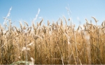 Uruguay: El gobierno aprobó cuatro eventos transgénicos de maíz, trigo y soya de forma acelerada