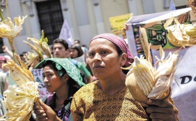 Grupos internacionales anti-OGM libran una guerra de relaciones públicas para sacar cultivos genéticamente modificados de América Latina