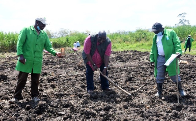 Kenia promueve el maíz transgénico para aumentar los rendimientos y reducir el uso de pesticidas