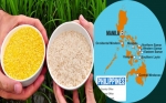 Golden Rice obtiene aprobación de seguridad en Filipinas