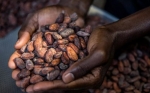 Del grano a la tableta, el cacao de Haití busca un lugar en el mercado