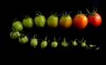 El equipo de investigación rastrea la evolución del tomate domesticado