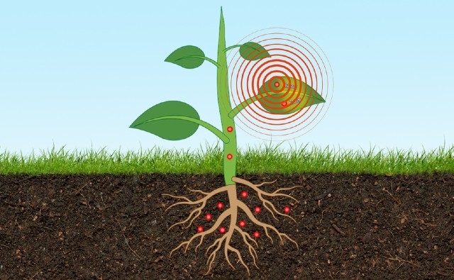 Los investigadores de SMART diseñan un sensor basado en plantas para monitorear los niveles de arsénico en el suelo
