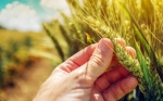 Científicos australianos identifican genes que permitirán impulsar el mejoramiento del trigo