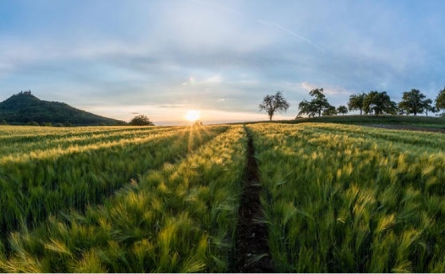 Agricultura sostenible en EE.UU. frente a la UE