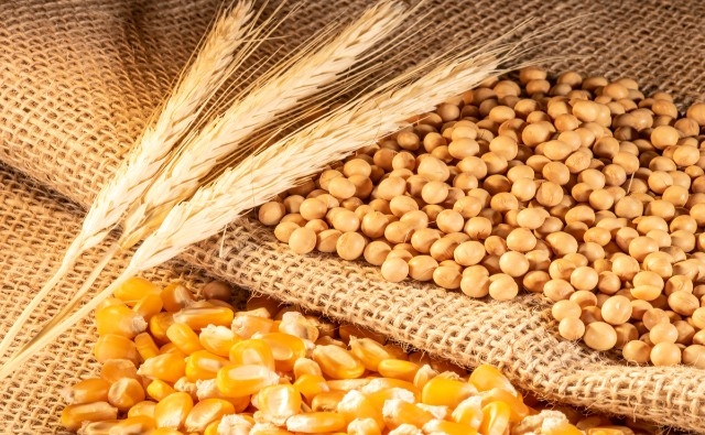 Descubrimiento de genes para ayudar a aumentar los rendimientos de cereales