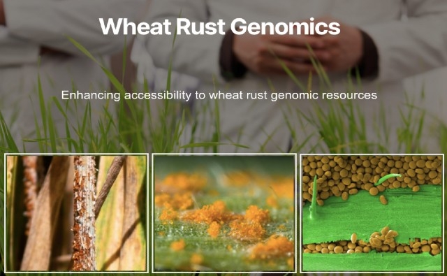 Lanzamiento del Sitio Web Wheat Rust Genomics