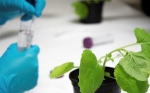 Desvelan los mecanismos moleculares de las plantas para distinguir entre compuestos esenciales y tóxicos