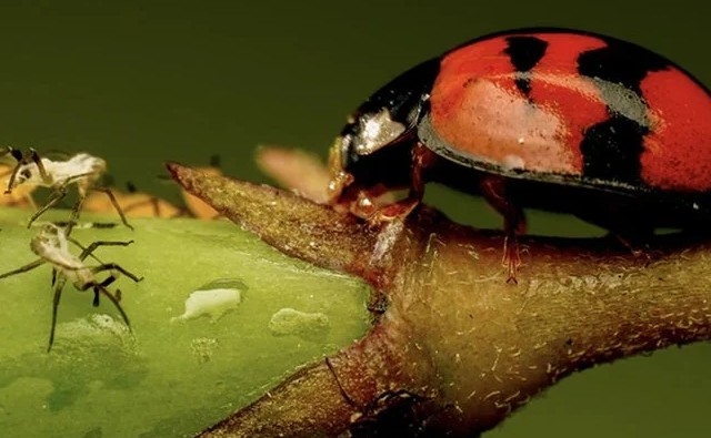 Podemos hacer plaguicidas poderosos inspirados en la naturaleza sin veneno, dicen los científicos