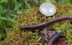 Las lombrices de tierra invasoras están rehaciendo nuestros bosques y los científicos del clima están preocupados