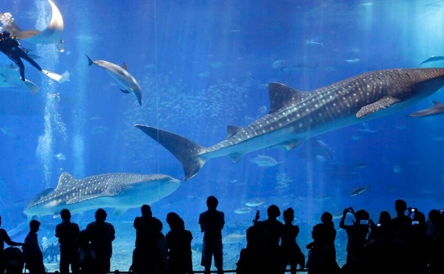 Tiburones en declive debido al cambio climático, pero la población de atún está en camino a la recuperación