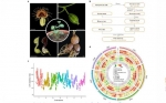 El genoma de referencia de «Aristolachia fiambriata» proporciona nuevos conocimientos sobre la evolución de las plantas con flores