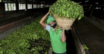 La revolución de la agricultura orgánica en Sri Lanka pone en peligro su industria del té