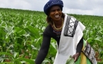 Cultivos transgénicos: Kenia y Nigeria avanzan mientras Uganda flaquea