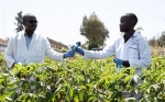 Un destacado científico insta a Kenia a adoptar un nuevo enfoque para regular los cultivos de edición genética