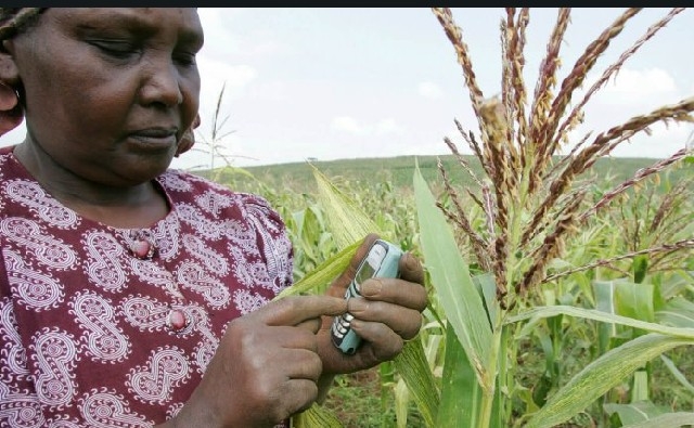 Kenia abre la puerta al cultivo de transgénicos