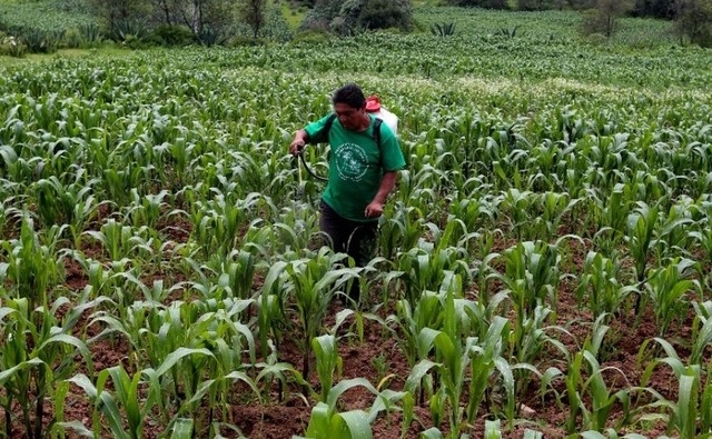México, lejos de alcanzar soberanía alimentaria en maíz