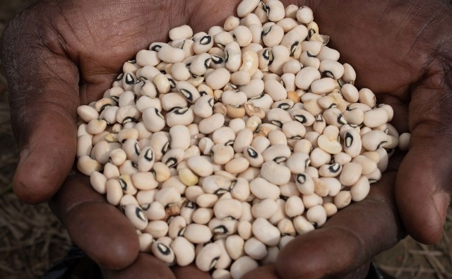 Crece la frustración por la demora de Ghana en aprobar el caupí transgénico