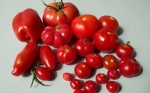 El tomate no es natural, es un tesoro creado por el ingenio humano