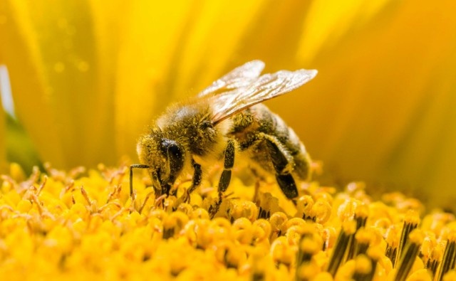 Caza de mitos: agricultura y abejas