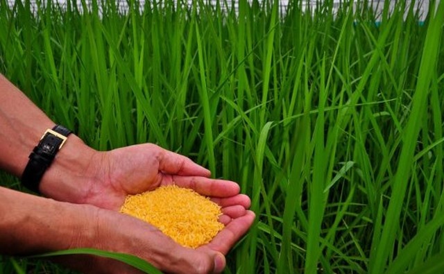 Permitir que el arroz dorado salve vidas