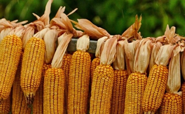 La EFSA publica dictamen científico favorable para un maíz transgénico con tres eventos apilados