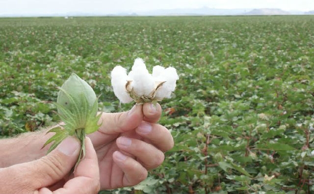 MÉXICO: Produce Chihuahua 97% de algodón transgénico