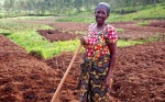Agricultores en Ghana esperan beneficios de cultivos transgénicos