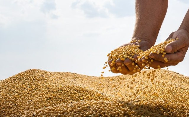 India permite la importación de 550.000 toneladas adicionales de harina de soja genéticamente modificada 