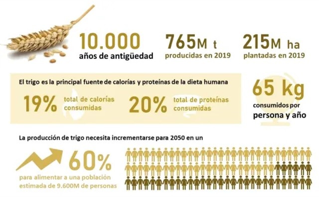 AgroAvances .:. La mejora vegetal ha aumentado la productividad del ...