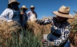 La carrera contrarreloj para obtener un trigo que sobreviva a la crisis climática