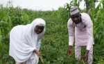 Nigeria está lista para satisfacer la demanda de semillas de caupí transgénico para sus agricultores