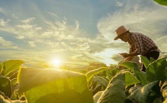 Cómo los cultivos editados genéticamente podrían ser el futuro de alimentar al mundo