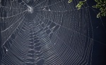 Proteínas de seda de araña desarrolladas en gel para aplicaciones biomédicas