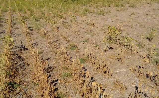 Argentina: En agosto, el área en sequía aumentó en 10 millones de hectáreas