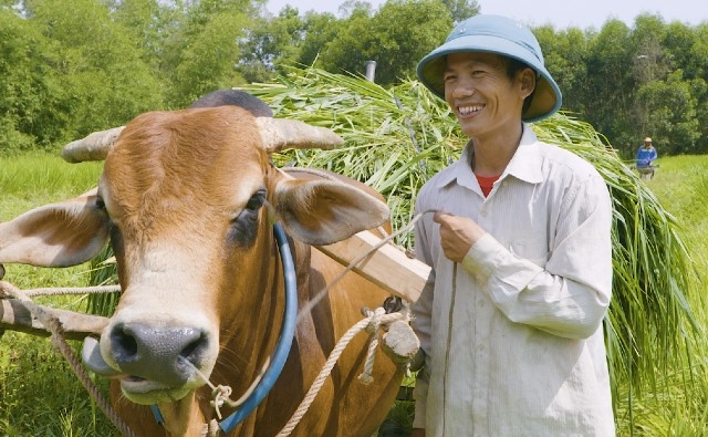El piloto de agricultura climáticamente inteligente produce resultados transformadores para los agricultores vietnamitas