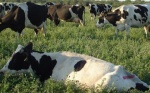 Argentina: se presentó la primera vacuna a nivel mundial para erradicar la leucosis en bovinos