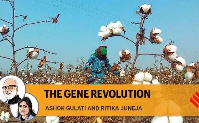Por qué India no puede darse el lujo de ignorar la revolución de los cultivos transgénicos